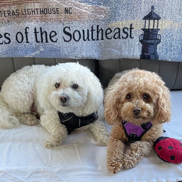 Meet the Posher - Picture 9 of 16